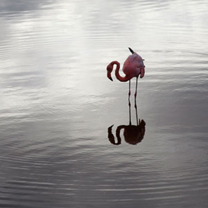 Flamingo