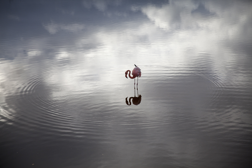 Keith Carter - Flamingo